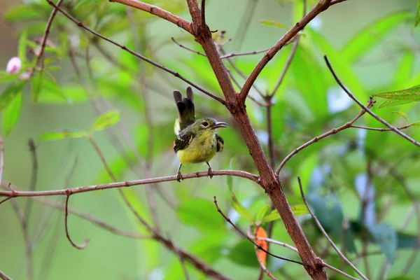 Brunstrupig sunbird (anthreptes malacensis) kvinnliga i singapore — Stockfoto