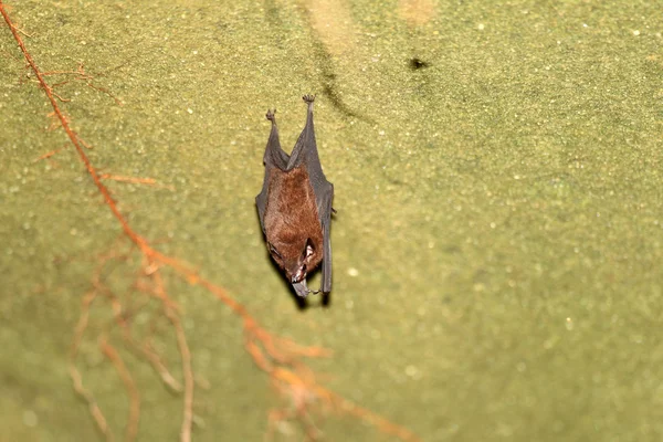 Mindre slida-tailed bat (emballonura monticola) i malaysia — 图库照片