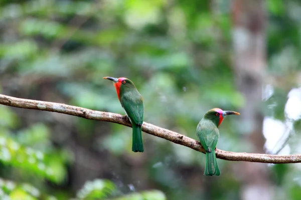 Vörös szakállas gyurgyalag (nyctyornis AMICTUS olvassa)-ban malaysia — Stock Fotó