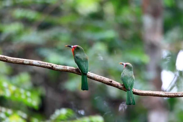 Rudovousý bee-eater (nyctyornis amictus) v Malajsii — Stock fotografie