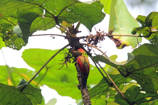 Багровый дятел (Picus puniceus) в Малайзии — стоковое фото