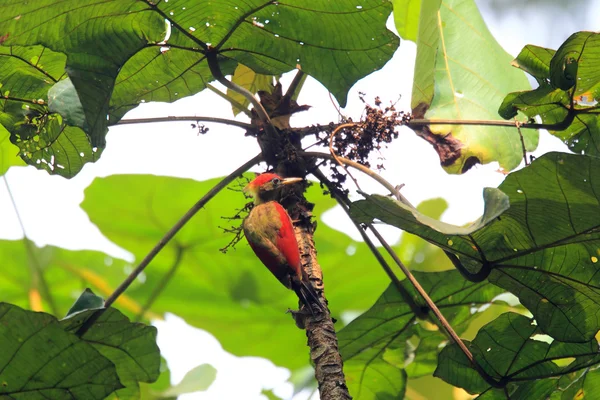 Crimson skrzydlaty Dzięcioł (picus puniceus) w Malezji — Zdjęcie stockowe