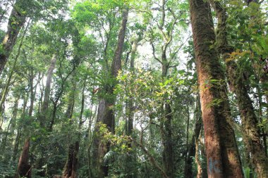 mt.kerinci tropikal orman, sumatra Adası, Endonezya