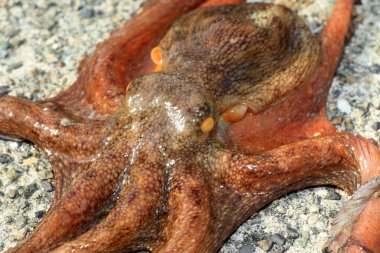 Japonya'da yaygın ahtapot (Octopus vulgaris)