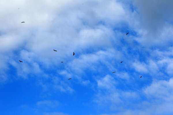 Black Kite flying at blue sky - Milvus migrans