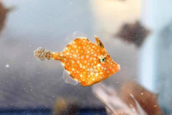 Thread-sail filefish (Stephanolepis cirrhifer) in Japan — Stock Photo, Image