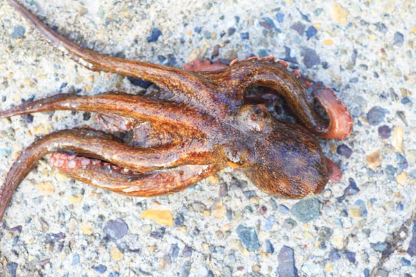 Pulpo común (Octopus vulgaris) en Japón —  Fotos de Stock