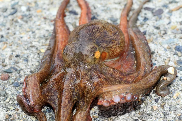 Pulpo común (Octopus vulgaris) en Japón — Foto de Stock