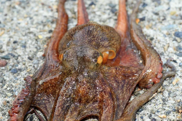 普通的章鱼 (真蛸) 在日本 — 图库照片