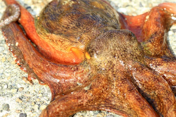 Közös octopus (polip vulgaris), Japán — Stock Fotó