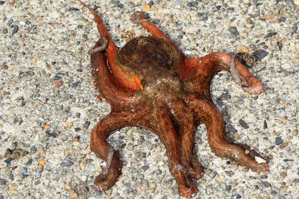 Gemensamma bläckfisk (Octopus vulgaris) i Japan — Stockfoto