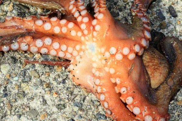 Polpo comune (Octopus vulgaris) in Giappone — Foto Stock