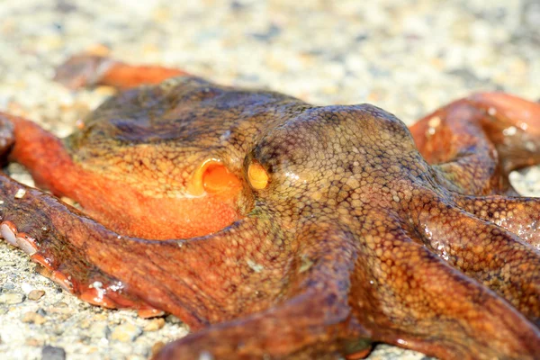 Polpo comune (Octopus vulgaris) in Giappone — Foto Stock