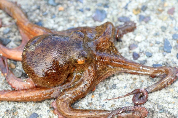 Common octopus (Octopus vulgaris) in Japan — Stock Photo, Image