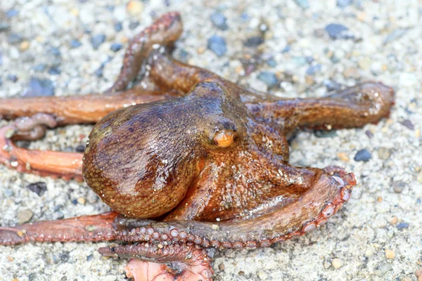 Pieuvre commune (Octopus vulgaris) au Japon — Photo