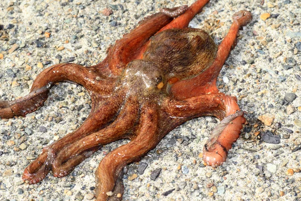 Pulpo común (Octopus vulgaris) en Japón — Foto de Stock