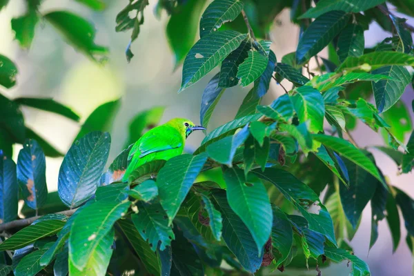 Uccello foglia alato blu (Chloropsis cochinchinensis) in Thailandia — Foto Stock