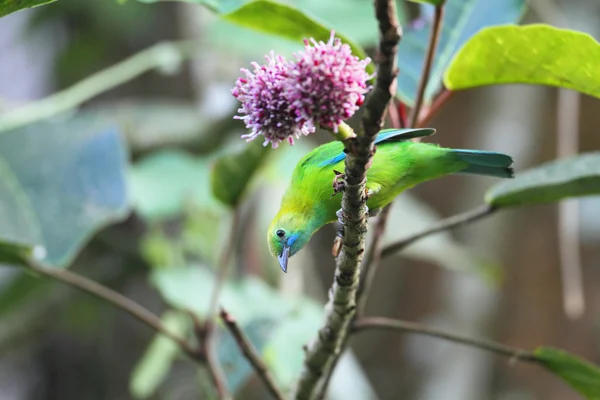 Niebieski skrzydlaty pączek liścia (chloropsis cochinchinensis) w Tajlandii — Zdjęcie stockowe