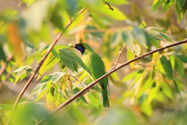 Золотий скляним фасадом leafbird (chloropsis aurifrons) в Таїланді — стокове фото