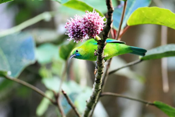 Blue-winged Leafbird (Chloropsis cochinchinensis) in Thailand — Stock Photo, Image
