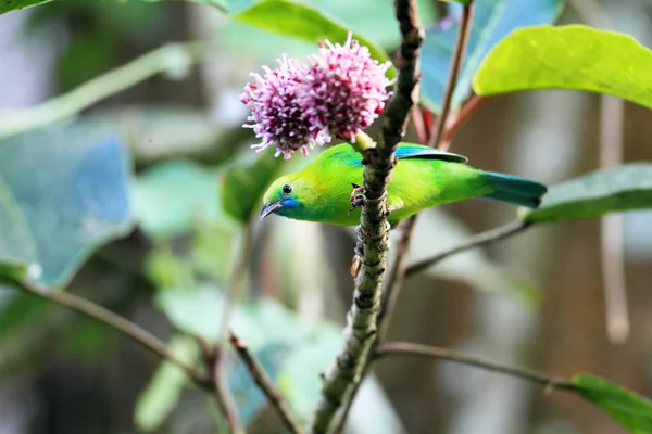 Blue-winged Leafbird (Chloropsis cochinensis) в Таиланде — стоковое фото