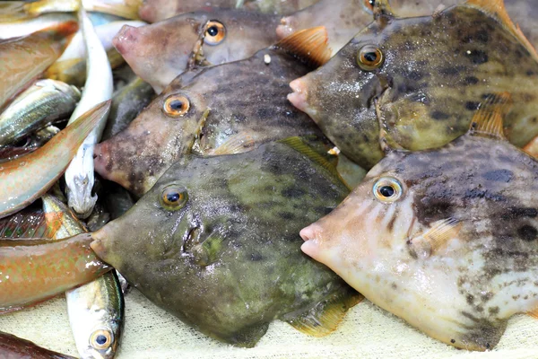 Vlákna plachta filefish (stephanolepis cirrhifer) v Japonsku — Stock fotografie