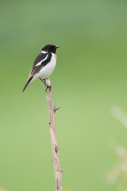 Sibirya Stonechat (Saxicola torquata) Japonya'da