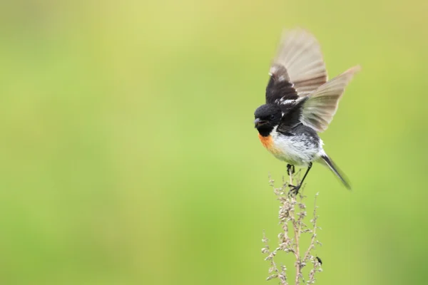 在日本的西伯利亚 Stonechat (黄连该) — 图库照片