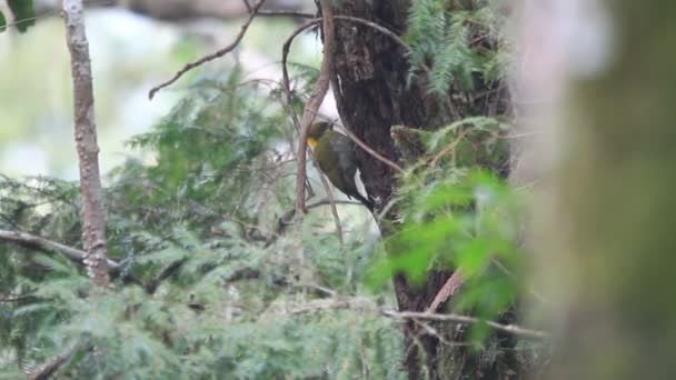 Maggiore Yellownape (Chrysophlegma flavinucha) a Sumatra, Indonesia — Video Stock