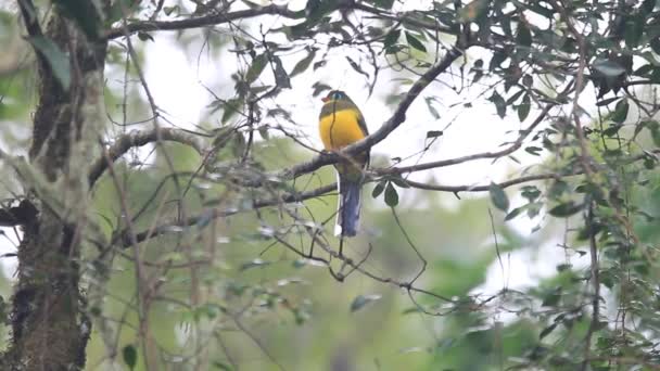 Sumatra, Endonezya Sumatra Trogon (Apalharpactes mackloti) — Stok video