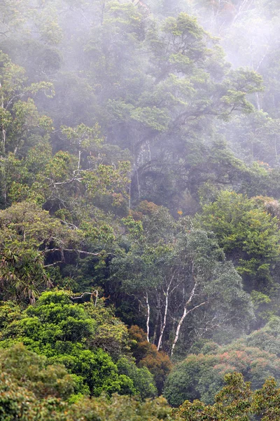 Papouasie-Nouvelle-Guinée forêt tropicale brumeuse, tari gap — Photo