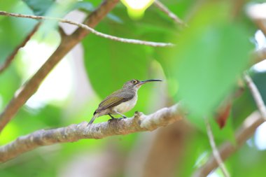 Soluk Spiderhunter (Arachnothera dilutior) Palawan Adası, Filipinler