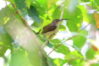 Soluk Spiderhunter (Arachnothera dilutior) Palawan Adası, Filipinler