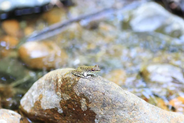 Palawan Wood Frog (Rana sanguinea) em Palawan Island, Filipinas — Fotografia de Stock