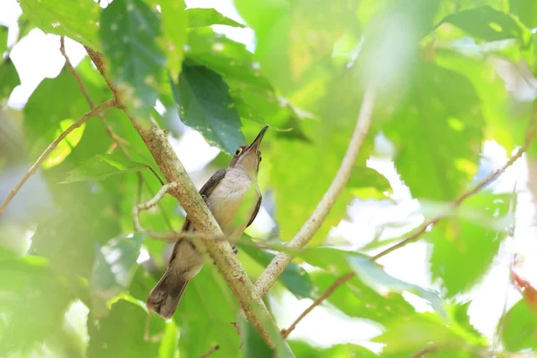 Pale Spiderhunter (Arachnothera dilutior) in Palawan Island, Philippines — Stock Photo, Image