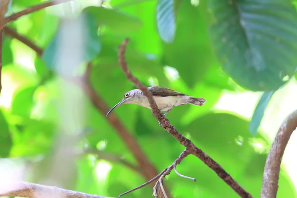 Soluk Spiderhunter (Arachnothera dilutior) Palawan Adası, Filipinler — Stok fotoğraf