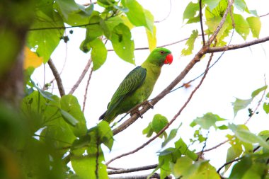 Mavi sırtlı papağan
