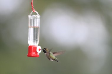Anna'nın sinek kuşu (Calypte anna) Vancouver, Kanada
