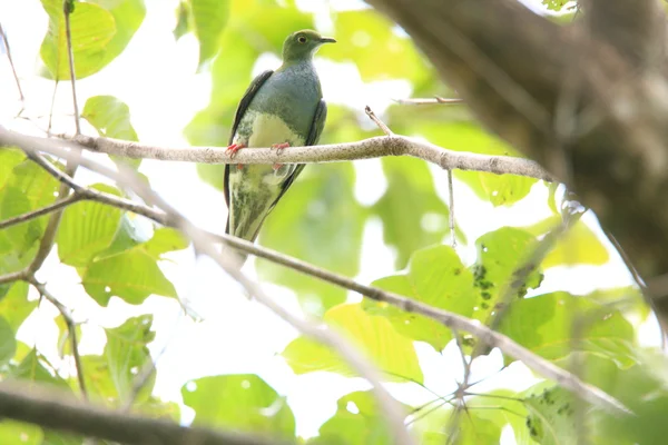 블루 신 과일 비둘기 (Ptilinopus monacha) Halmahera, 인도네시아 — 스톡 사진
