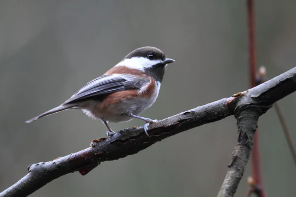 Mésange à dos châtain (Poecile rufescens) au Canada — Photo