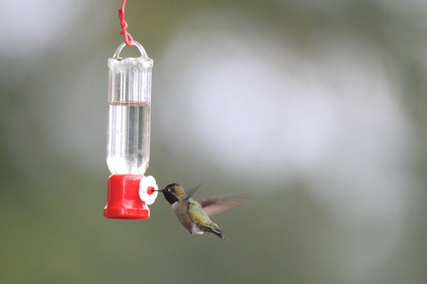 Anna's Hummingbird (Calypte anna ) in Vancouver,Canada