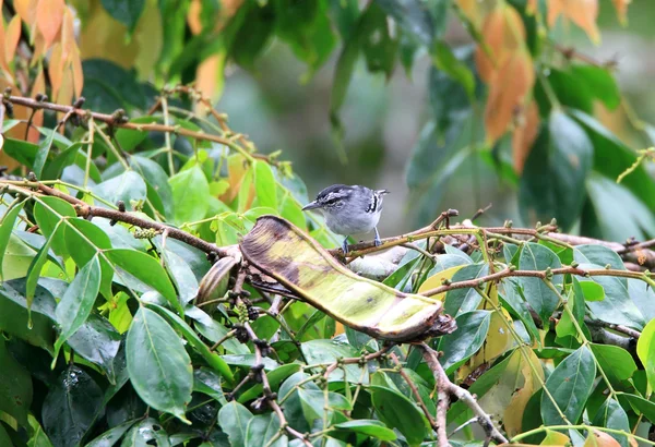 ナポ、エクアドルの Dugand のかん木 (Herpsilochmus dugandi) — ストック写真