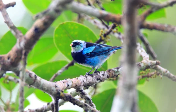 Maskeli Tanager Piazza, Ekvator (Tangara nigrocincta) — Stok fotoğraf