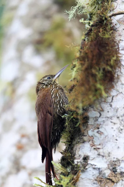 エクアドルの山地オニキバシリ亜科 (Lepidocolaptes lacrymiger) — ストック写真