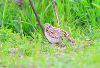 Japonya'da Japon bıldırcın (coturnix japonica)