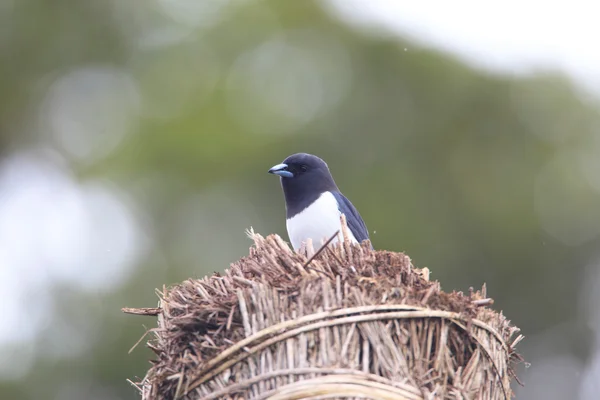 Great Woodswallow (Artamus maximus)  in Papua New Guinea — Stock Photo, Image