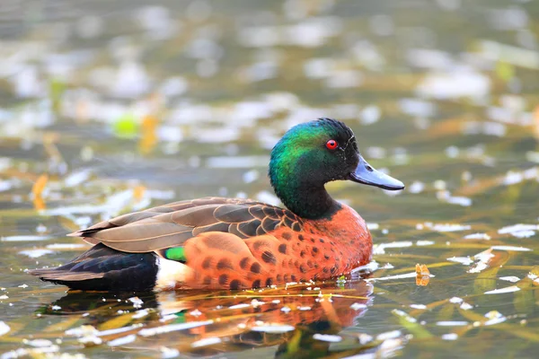 Chestnut Teal (Anas castanea) en Nueva Gales del Sur, Australia — Foto de Stock