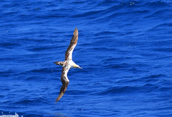 Gannet australasiático (Morus serrator) en Nueva Gales del Sur, Australia —  Fotos de Stock