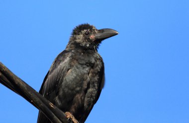 Hint orman karga (Corvus levaillantii) Nuwaraeliya, Sri Lanka