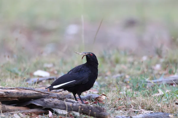 Chough dalle ali bianche (Corcorax melanoramphos) a NSW, Australia — Foto Stock